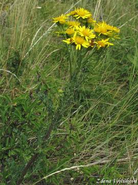 Starek pmtnk - Senecio jacobaea L.