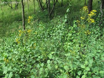 Starek pmtnk - Senecio jacobaea L.