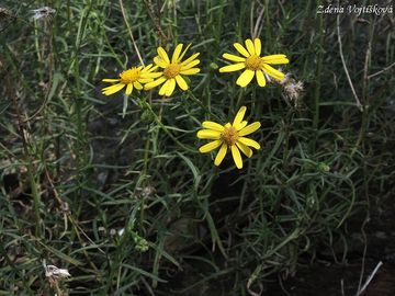 Fotogalerie: Starek zkolist - Senecio inaequidens DC.