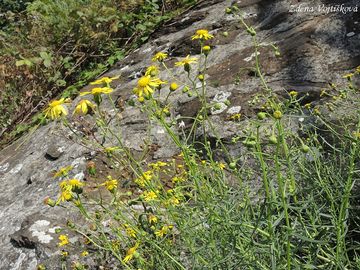Starek zkolist - Senecio inaequidens DC.