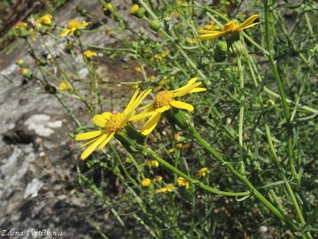 Starek zkolist - Senecio inaequidens DC.