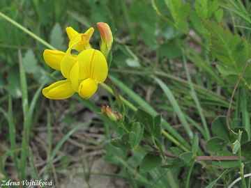 Fotogalerie: trovnk rkat - Lotus corniculatus L.
