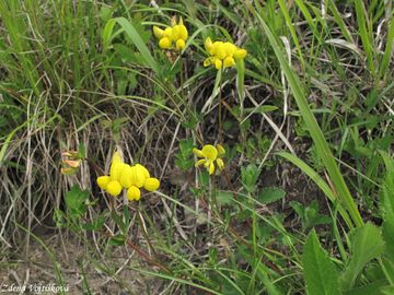 trovnk rkat - Lotus corniculatus L.