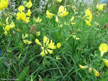 trovnk rkat - Lotus corniculatus L.