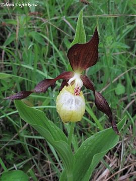 Fotogalerie: Stevnk pantoflek - Cypripedium calceolus L.