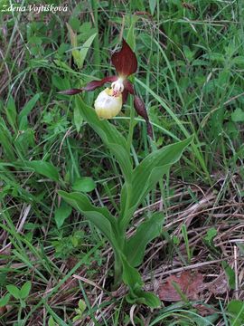 Stevnk pantoflek - Cypripedium calceolus L.