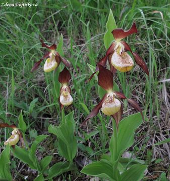Stevnk pantoflek - Cypripedium calceolus L.