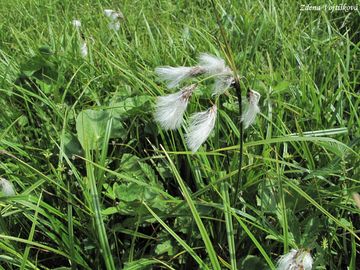 Fotogalerie: Suchopr zkolist - Eriophorum angustifolium Honck.