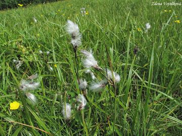 Suchopr zkolist - Eriophorum angustifolium Honck.