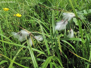 Suchopr zkolist - Eriophorum angustifolium Honck.