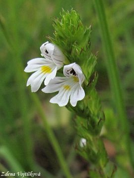 Fotogalerie: Světlík tuhý - Euphrasia stricta J.P.Wolff