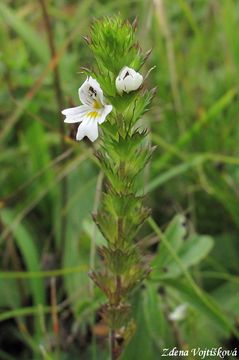 Svtlk tuh - Euphrasia stricta J.P.Wolff