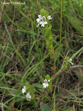 Světlík tuhý - Euphrasia stricta J.P.Wolff