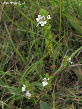 Svtlk tuh - Euphrasia stricta J.P.Wolff