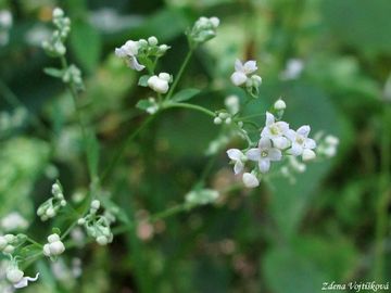 Svzel lesn - Galium sylvaticum L.