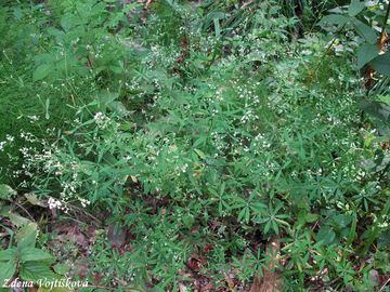 Svzel lesn - Galium sylvaticum L.