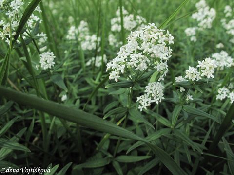 Fotogalerie: Svzel severn - Galium boreale L.