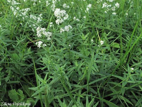 Svzel severn - Galium boreale L.