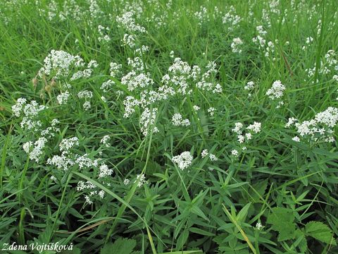 Svzel severn - Galium boreale L.