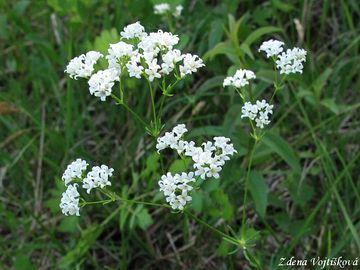 Fotogalerie: Svzel siv - Galium glaucum L.