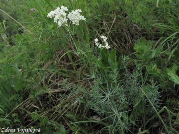 Svzel siv - Galium glaucum L.