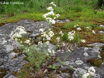 Svzel siv - Galium glaucum L.