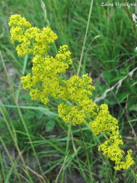 Fotogalerie: Svzel syiov - Galium verum L.