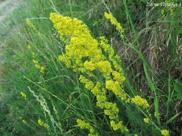 Svzel syiov - Galium verum L.