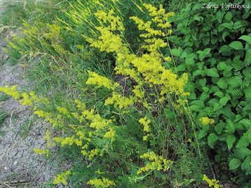 Svzel syiov - Galium verum L.