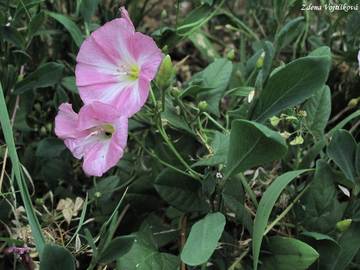 Fotogalerie: Svlaec roln - Convolvulus arvensis L.