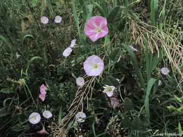 Svlaec roln - Convolvulus arvensis L.