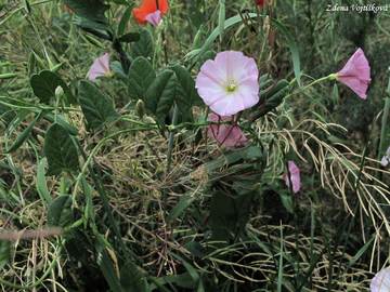 Svlaec roln - Convolvulus arvensis L.