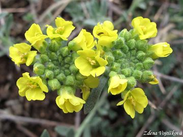 Fotogalerie: Taice (tainka) horsk prav - Alyssum montanum L. subsp. montanum