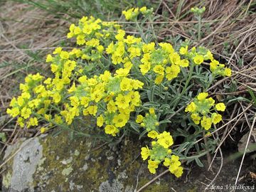 Taice (tainka) horsk prav - Alyssum montanum L. subsp. montanum
