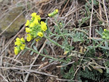 Taice (tainka) horsk prav - Alyssum montanum L. subsp. montanum
