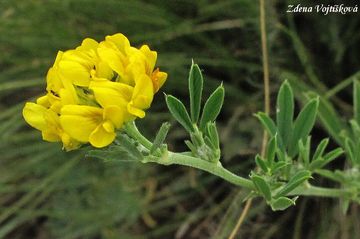 Fotogalerie: Tolice srpovit - Medicago falcata L.