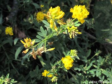 Tolice srpovit - Medicago falcata L.