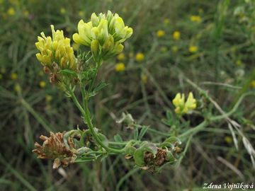 Tolice srpovit - Medicago falcata L.