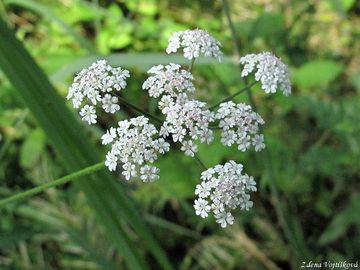 Fotogalerie: Toice japonsk - Torilis japonica (Houtt.) DC.