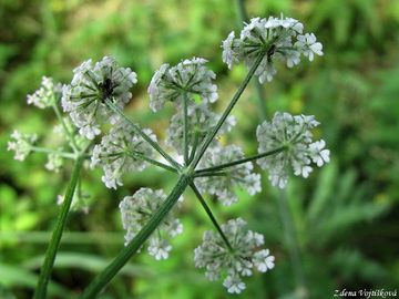 Toice japonsk - Torilis japonica (Houtt.) DC.
