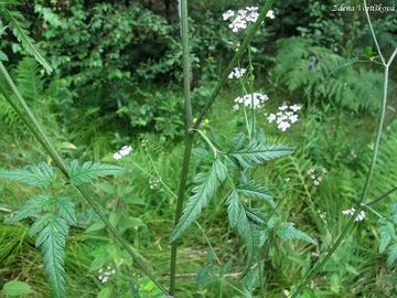Toice japonsk - Torilis japonica (Houtt.) DC.