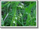 treslice-prostredni_01.jpg