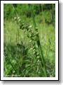 treslice-prostredni_02.jpg