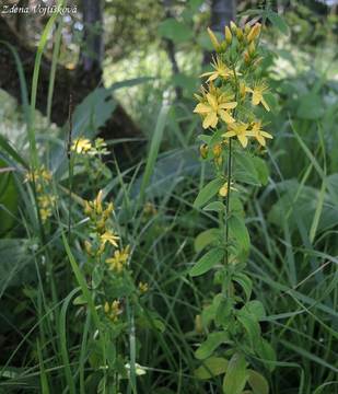Fotogalerie: Tezalka chlupat - Hypericum hirsutum L.