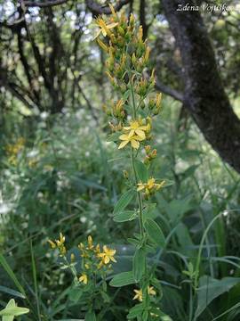 Tezalka chlupat - Hypericum hirsutum L.