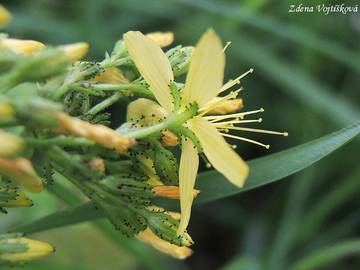 Tezalka chlupat - Hypericum hirsutum L.