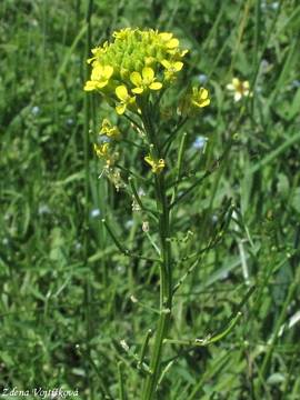 Fotogalerie: Trzel malokvt - Erysimum cheiranthoides L.