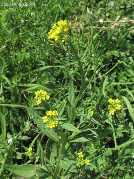 Trzel malokvt - Erysimum cheiranthoides L.