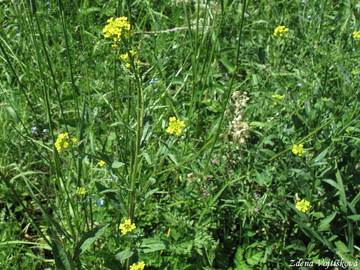 Trzel malokvt - Erysimum cheiranthoides L.