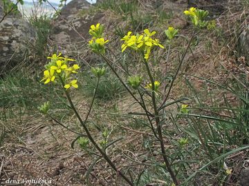 Trzel kardolist - Erysimum crepidifolium Rchb.